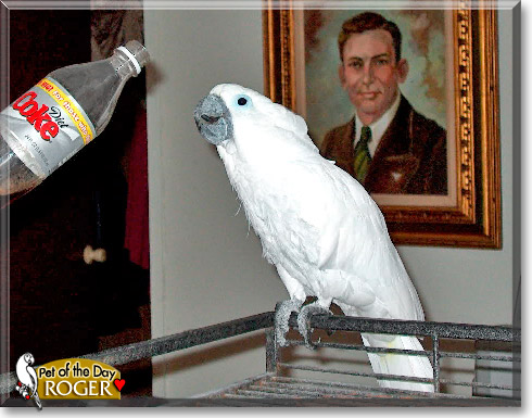 Roger, the Pet of the Day Roger, the Pet of the Day