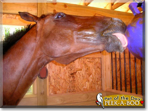 Peek-a-boo, the Pet of the Day Peek-a-boo, the Pet of the Day