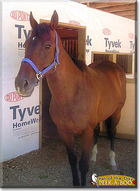 Peek-a-boo, the Pet of the Day Peek-a-boo, the Pet of the Day