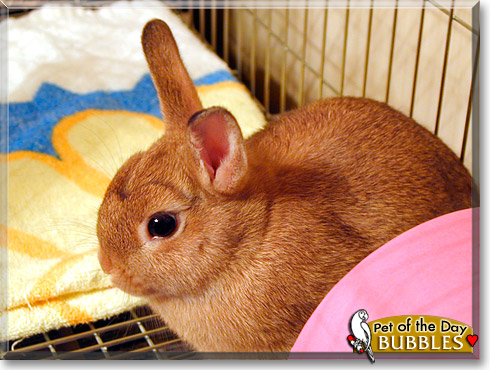 Bubbles, the Pet of the Day