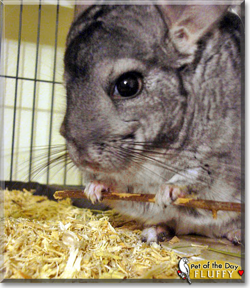 Fluffy, the Pet of the Day