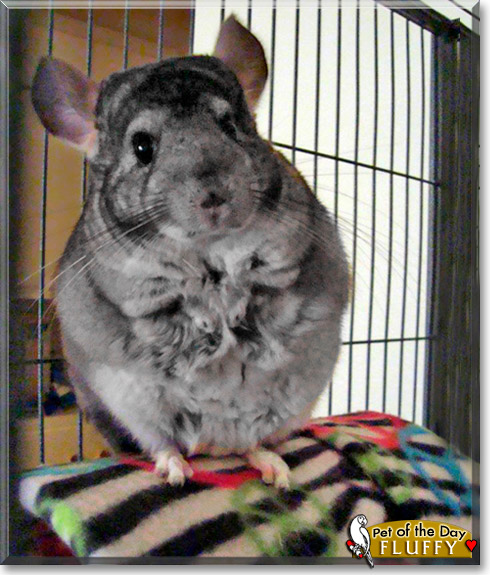 Fluffy, the Pet of the Day