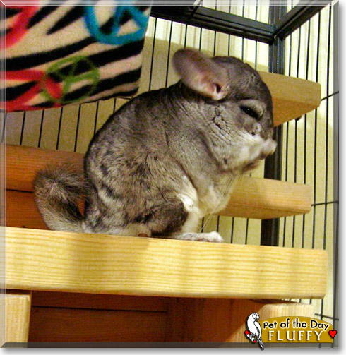 Fluffy, the Pet of the Day