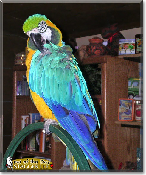 Stagger Lee, the Pet of the Day