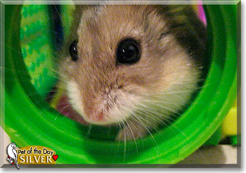 Silver, the Pet of the Day