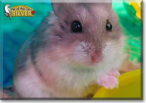 Silver, the Pet of the Day