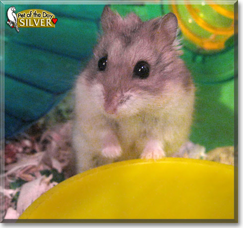 Silver, the Pet of the Day
