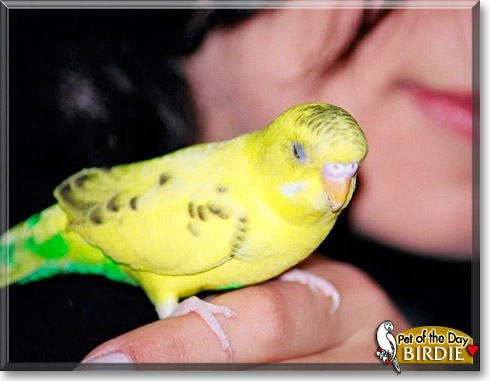 Birdie, the Pet of the Day