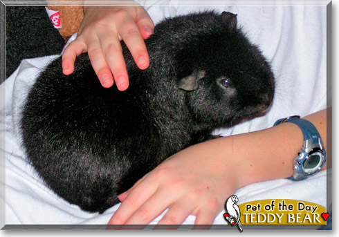 Teddy Bear, the Pet of the Day Teddy Bear, the Pet of the Day