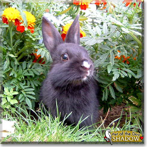 Shadow, the Pet of the Day Shadow, the Pet of the Day
