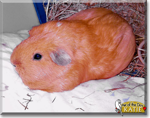 Katie, the Pet of the Day