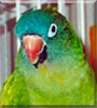 Paco the Blue Crown Conure