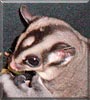 Mr. Bob the Sugar Glider
