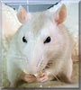 Oliver the Fancy Rat