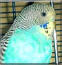 Yoshi the Bird