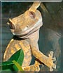 Mahuika the Crested Gecko
