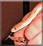 Pablo the Pit Jani Snake