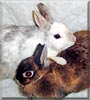 Snickers, Ebony the Dwarf Rabbit