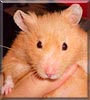 T.J. the Hamster