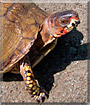 Lourdes the Box turtle