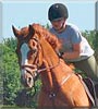 Chunk the Thoroughbred horse