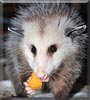 Rous the Opossum