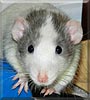 Maskie the Dumbo Rat