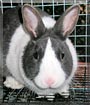 Prince the Dutch rabbit