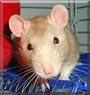 Dexter the Hooded Rat
