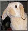 Tobias the Minilop Rabbit