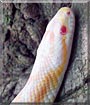 Pearl the Corn snake