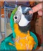 Bylli the Blue and Gold Macaw