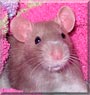 Daisy the Fancy Rat