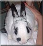 Oreo the Rabbit