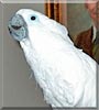 Roger the Umbrella Cockatoo