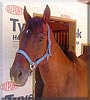 Peek a boo the Thoroughbred