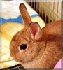 Bubbles the Netherland Dwarf Rabbit