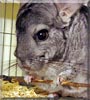 Fluffy the Standard Chinchilla