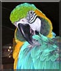 Stagger Lee the Blue and Gold Macaw