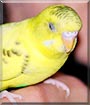 Birdie the Parakeet