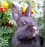 Shadow the Rabbit