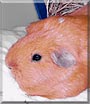 Katie the Guinea Pig