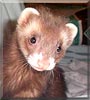 Bear the Ferret