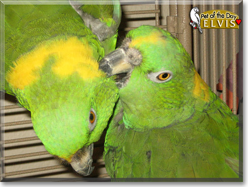 Elvis, the Pet of the Day Elvis, the Pet of the Day