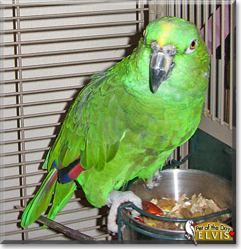 Elvis, the Pet of the Day Elvis, the Pet of the Day