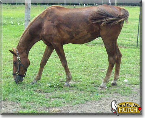 Hutch, the Pet of the Day Hutch, the Pet of the Day