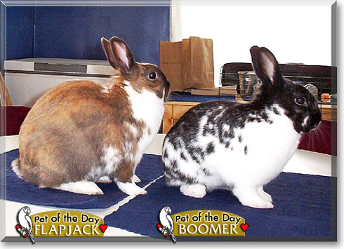 Flapjack, Boomer, the Pet of the Day Flapjack, Boomer, the Pet of the Day