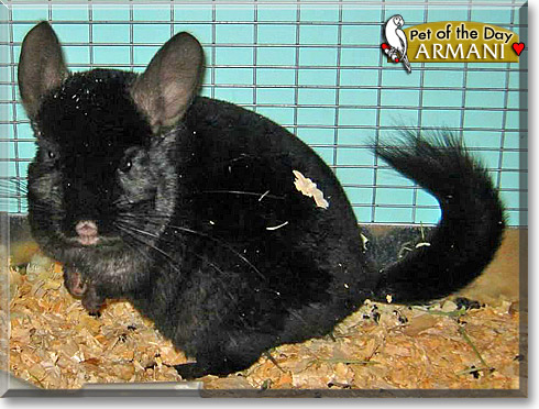 Armani, the Pet of the Day Armani, the Pet of the Day