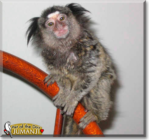 Jumaji, the Pet of the Day Jumaji, the Pet of the Day