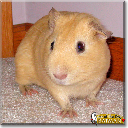 Batman, the Pet of the Day Batman, the Pet of the Day
